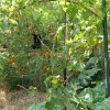 Essai de mélange de diverses plantes au Potager. Un mélange de plantes annuelles et vivaces attirera les insectes pollinisateurs, augmentera la biodiversité et repoussera les insectes nuisibles. LISE JALOUX